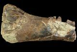 Hadrosaur (Edmontosaurus) Tibia Section - South Dakota #113635-1